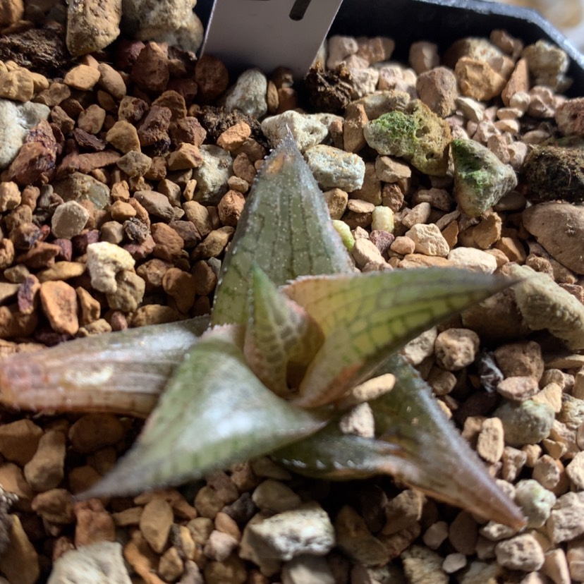 【闪购商品】29龙鳞