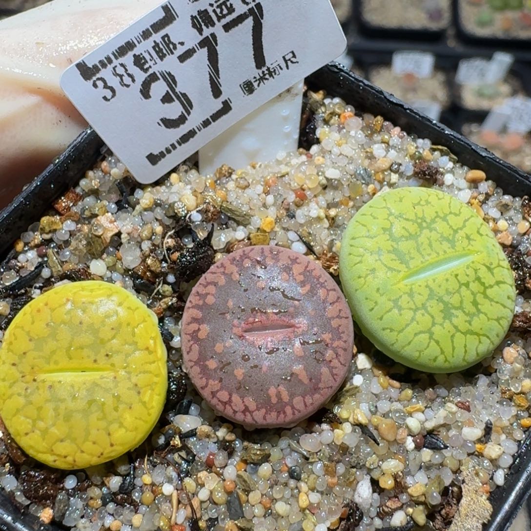 Zzzz生石花肉锥377