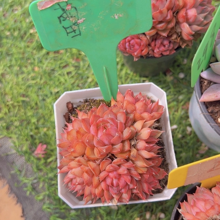 健健康康平平安安