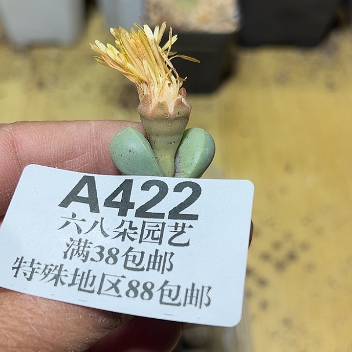 新***选422号金玲50个xyxyxyxyxy