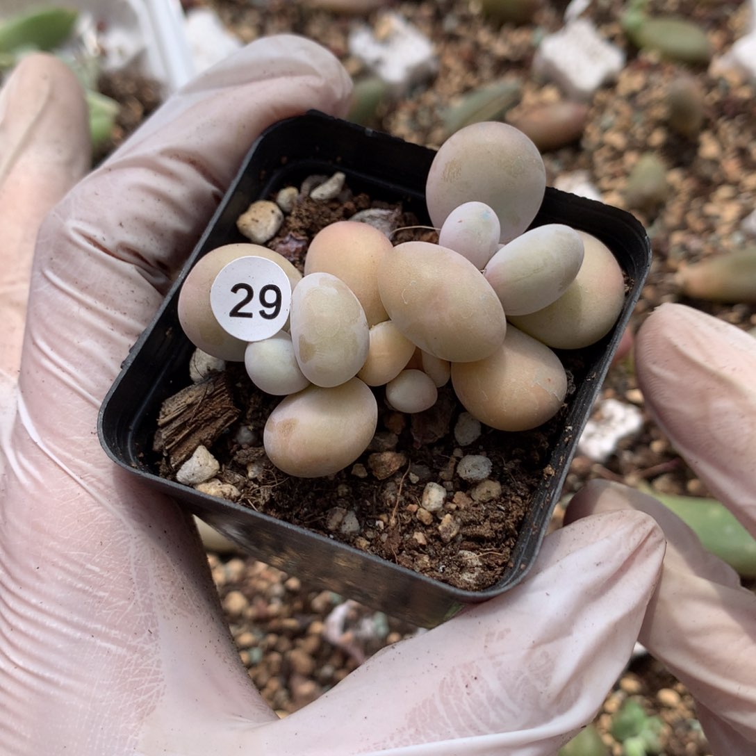 29 水光针奶酪多肉