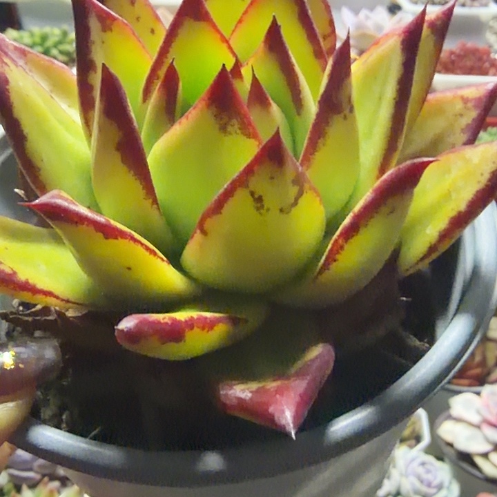 口红  满12.9包邮