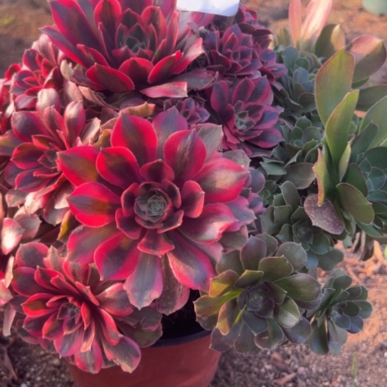 722女妖多肉植物花了