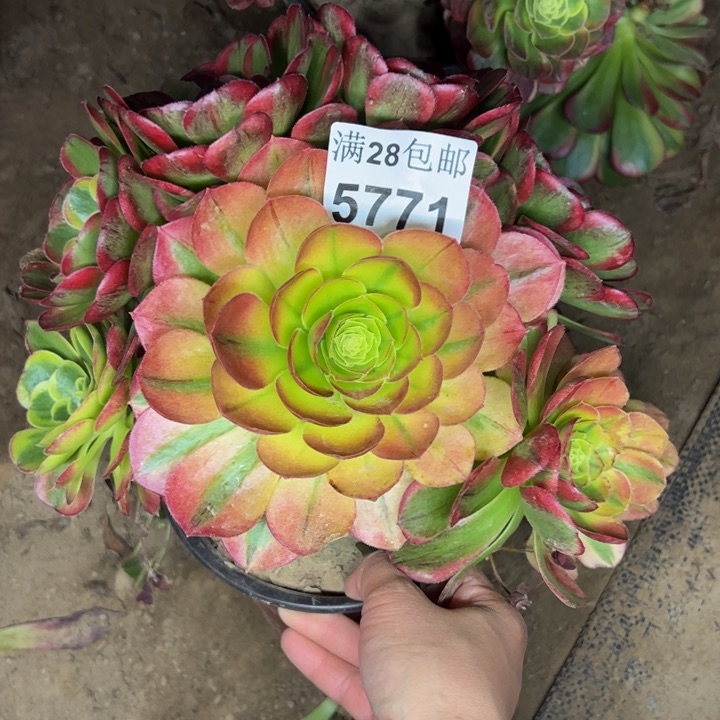 5771奶白不包损多肉植物