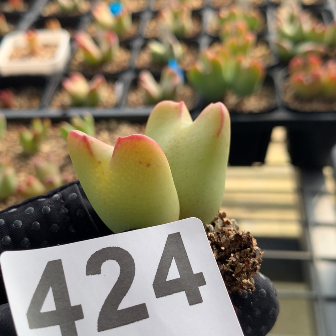 424少将母本一颗