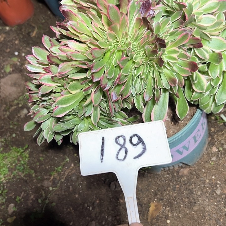 多肉植物女神法师