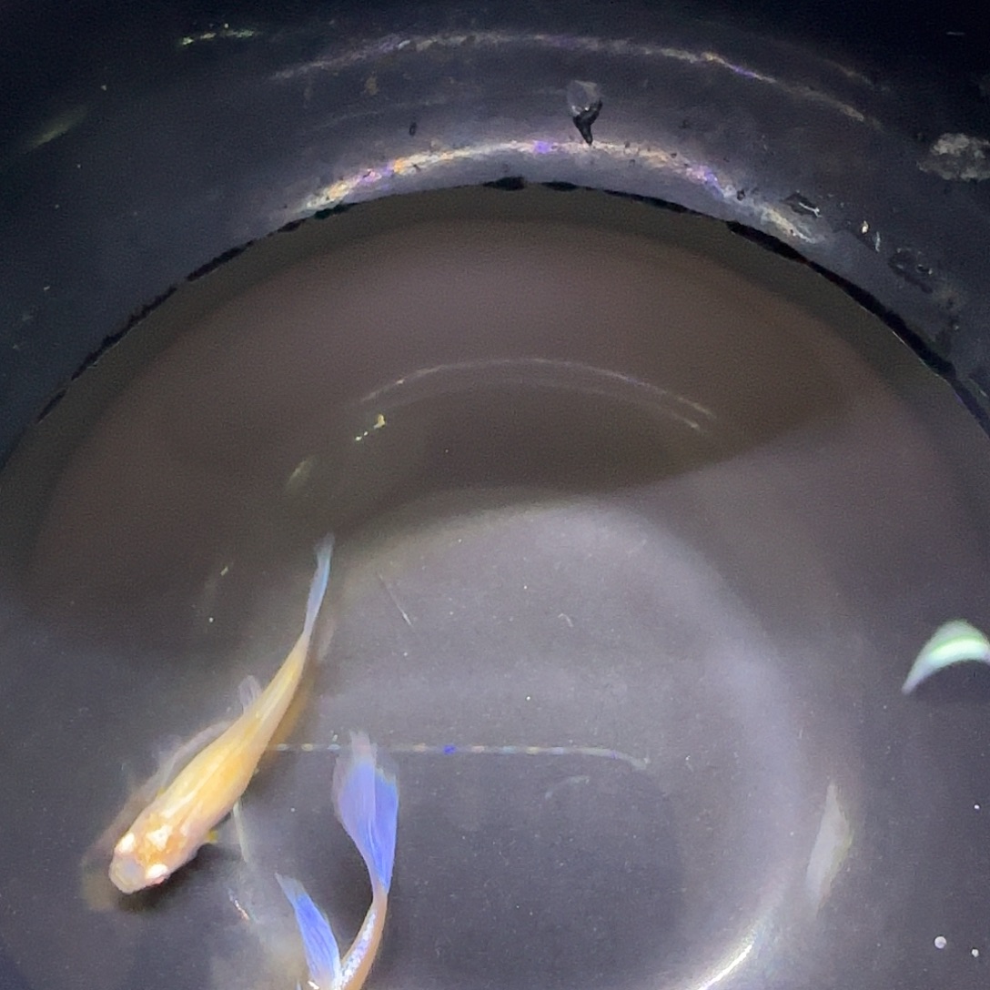 孔雀鱼紫白飞船一对