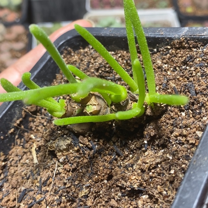 漂亮兔子11头特价秒