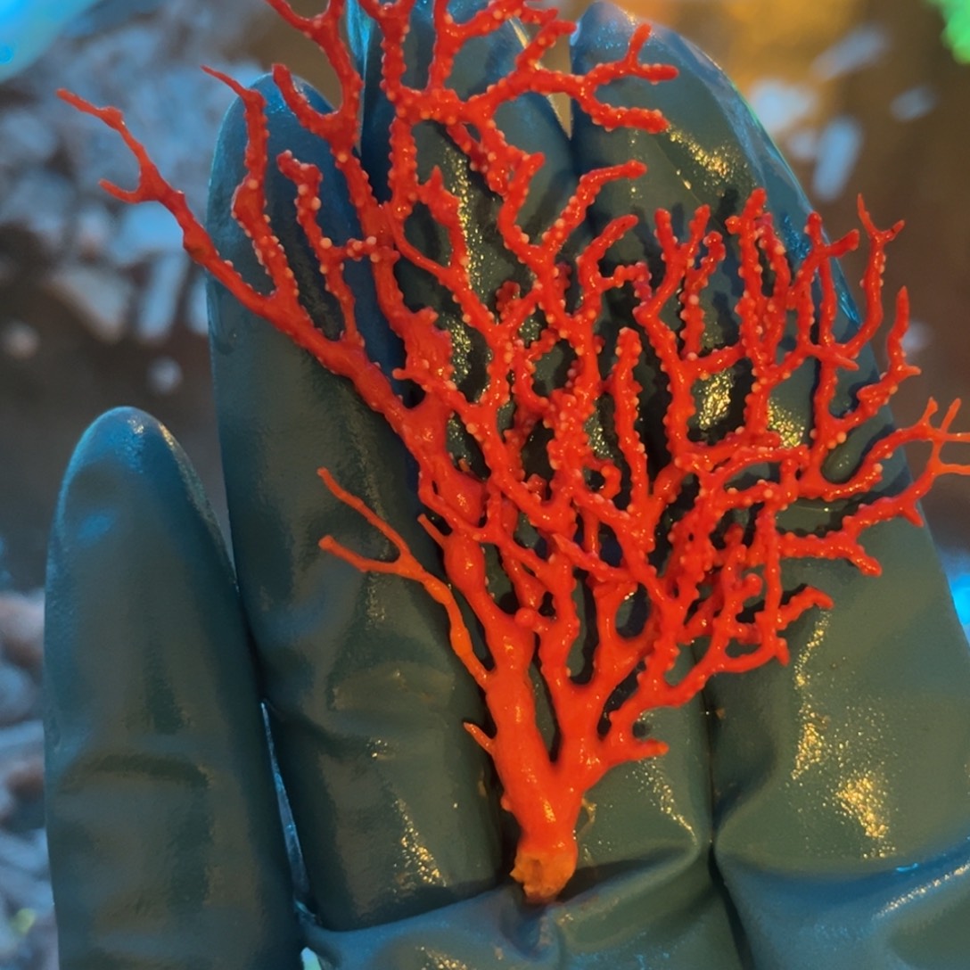 小****奶嘴海葵红海树1111111