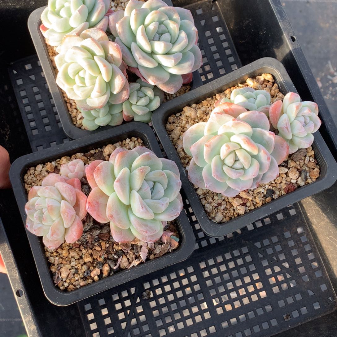 1203-79 套餐一组