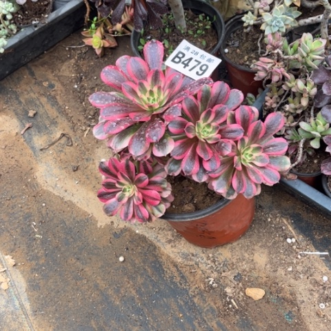 479美杜莎不包断枝