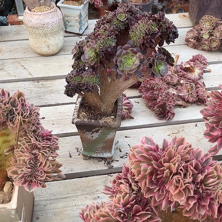 欧紫缀化冠幅21厘米左右