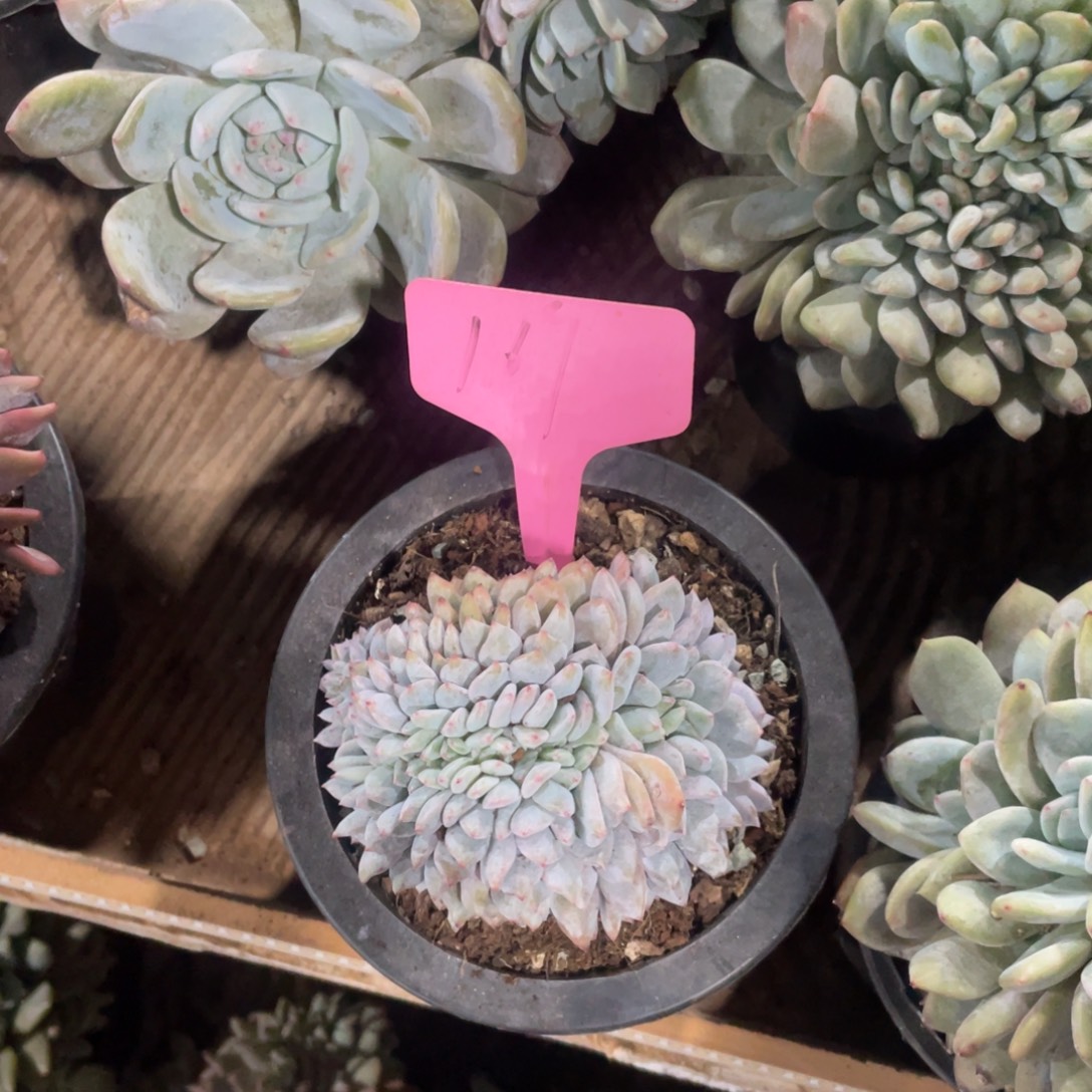 芋***酿星影缀化多头群生161