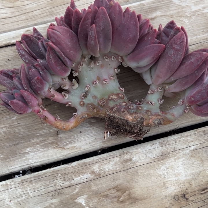 小***肉然的肉肉一一拍桃花源缀画