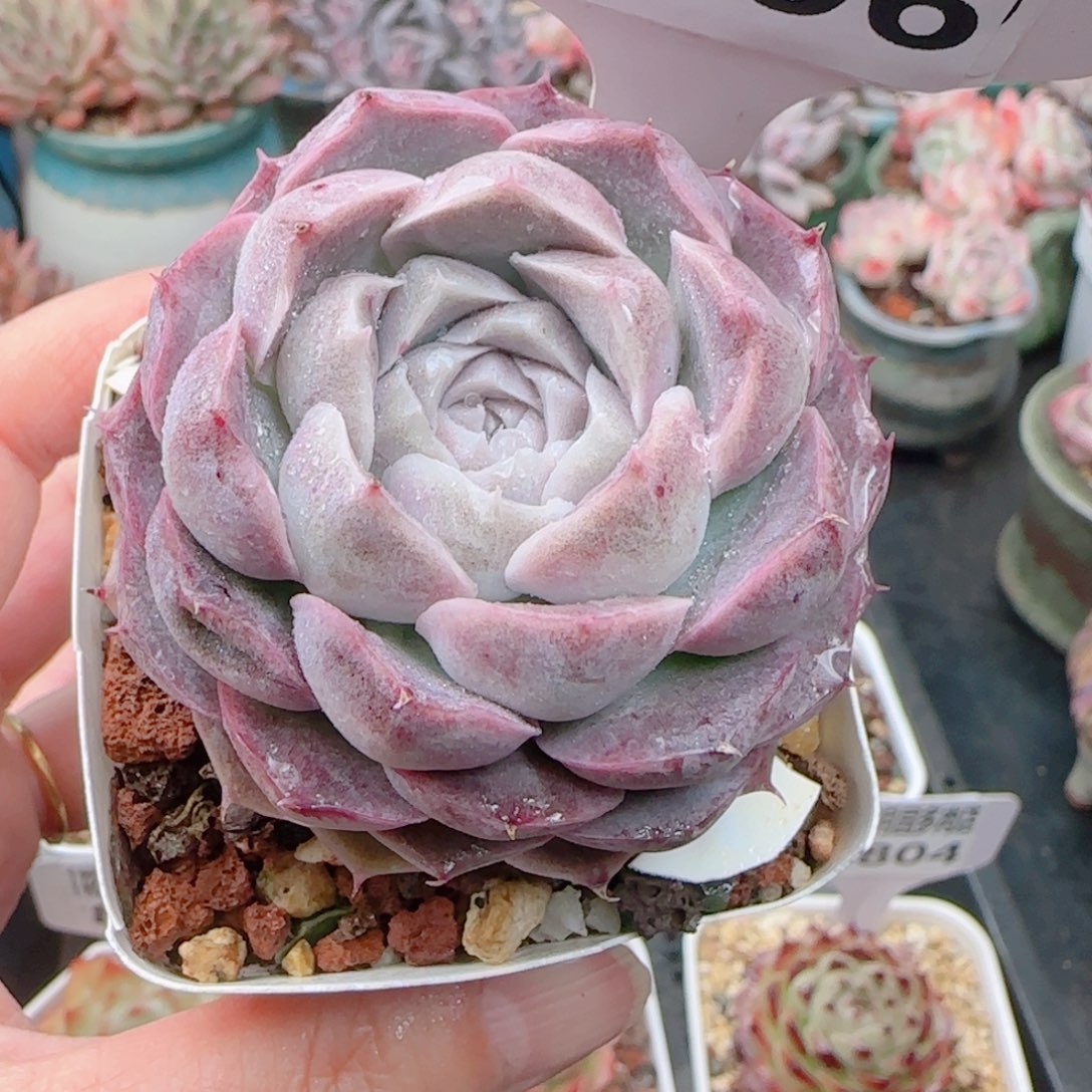 多肉植物8806………………