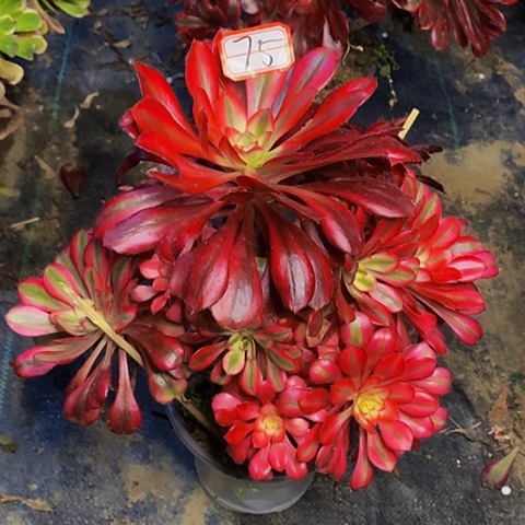 香法师老桩捧花75链接