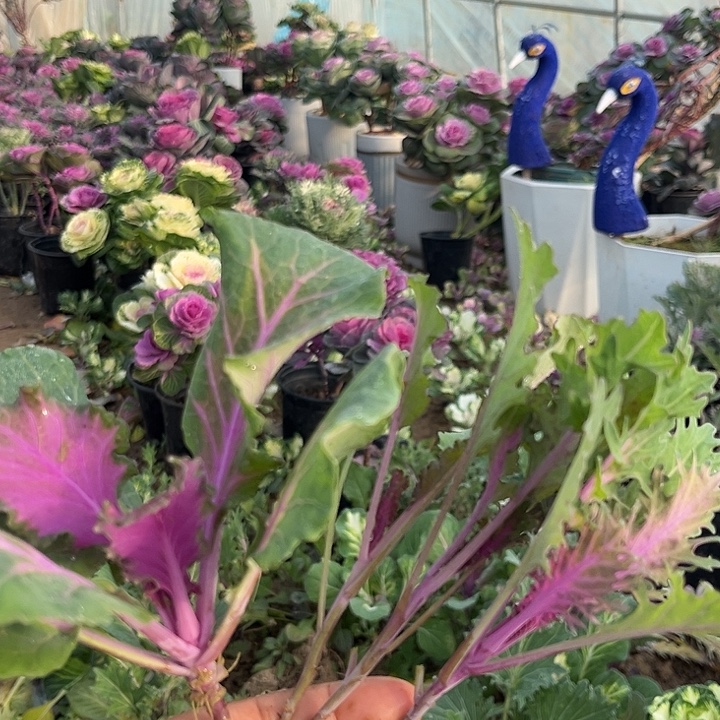 混色小苗12颗发货