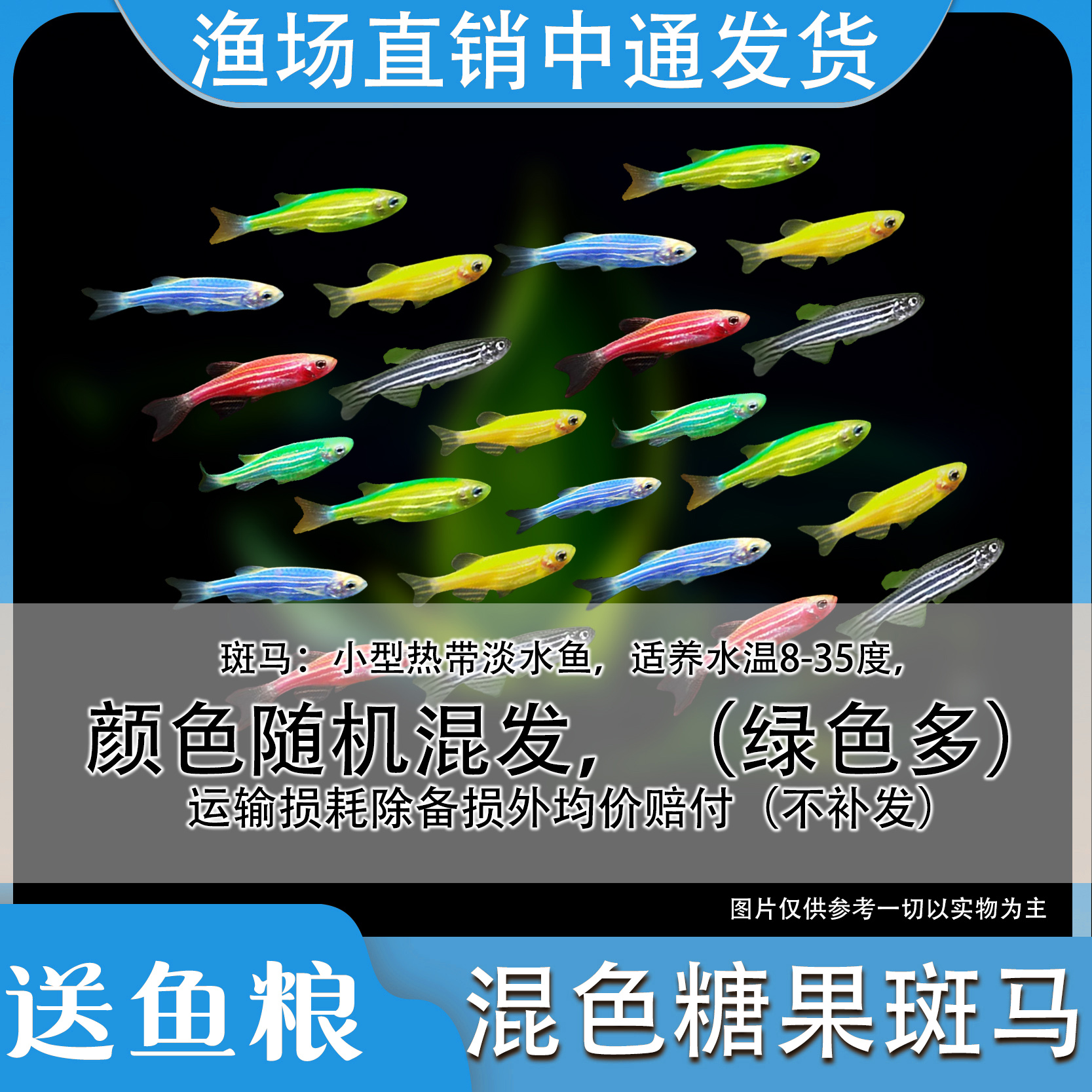 随机混色糖果斑马淡水鱼活体新手好养耐活小型易养观赏鱼