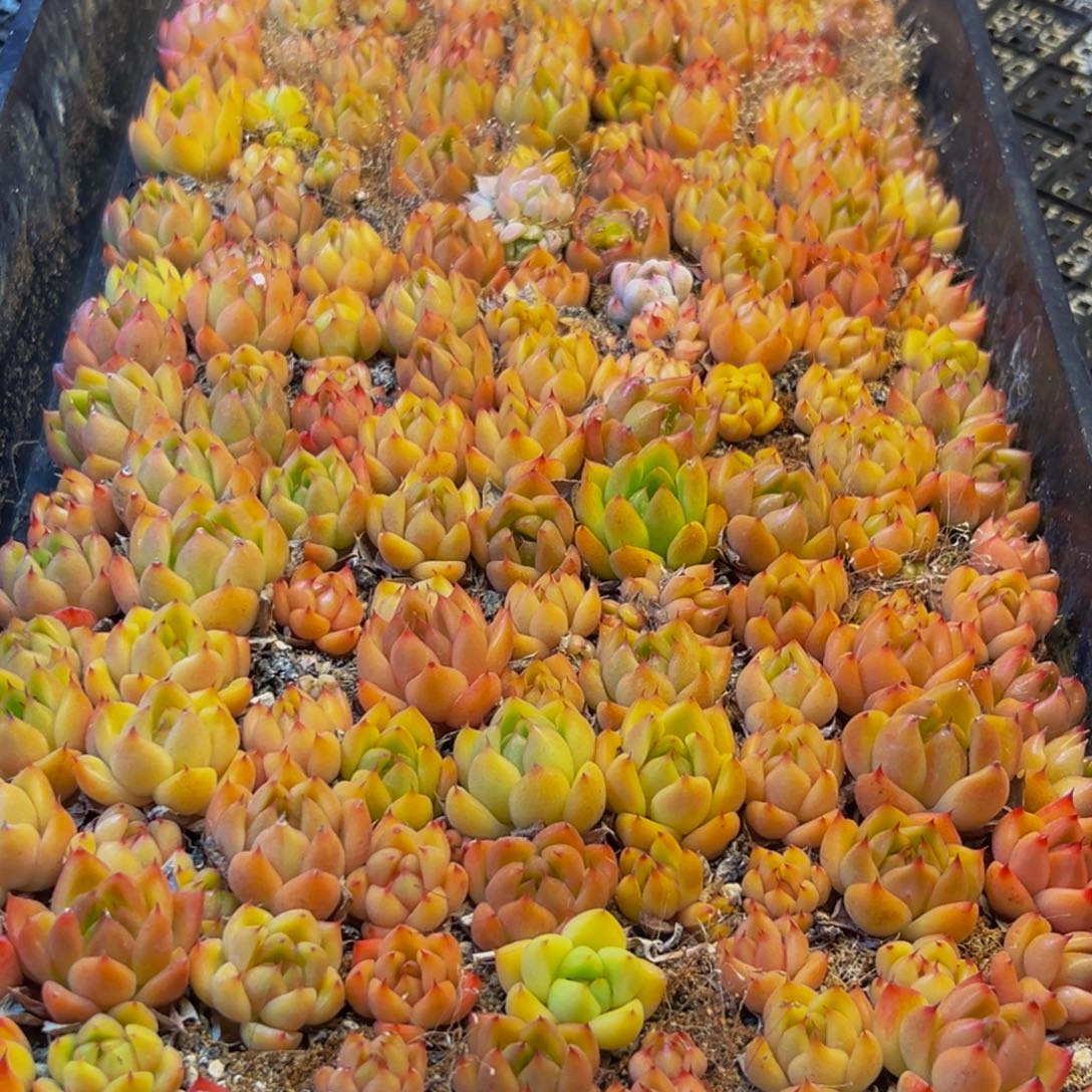 238多肉葡萄的价格是多少啊哈哈笑