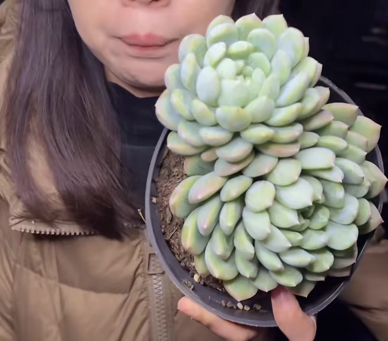  双头起百达翡翠 【满9.9包邮】