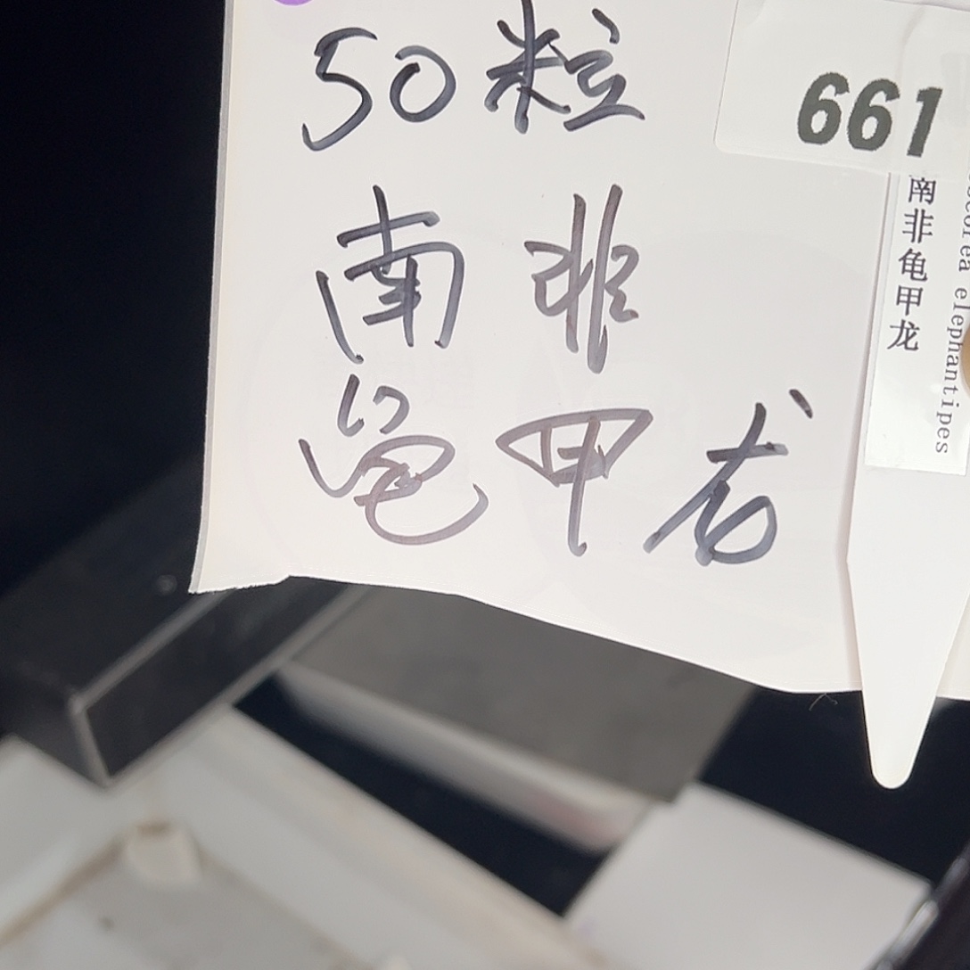 多肉植物专拍植物不退换 一物一拍 661