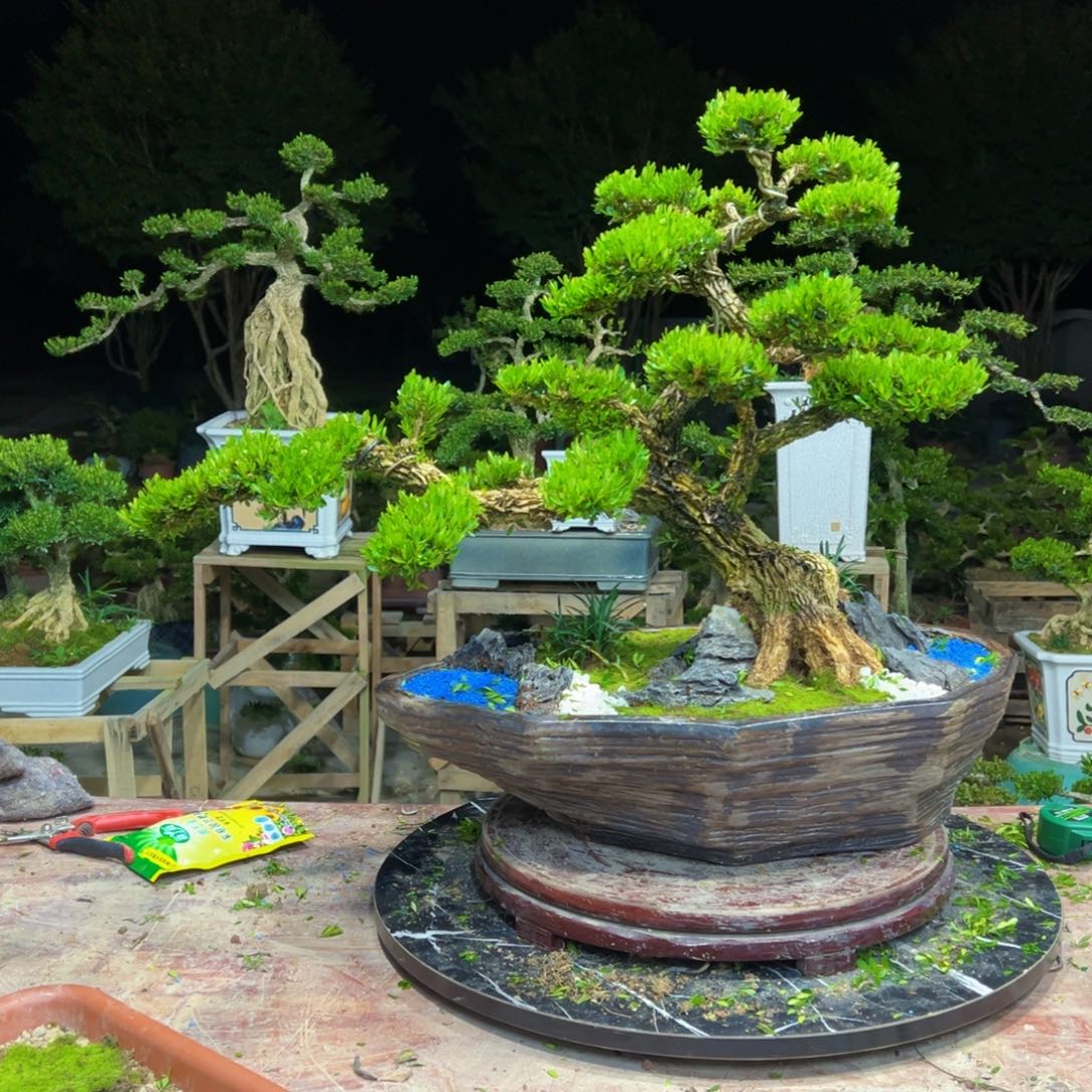 皮***丘无花朵广东皱皮雀舌黄杨