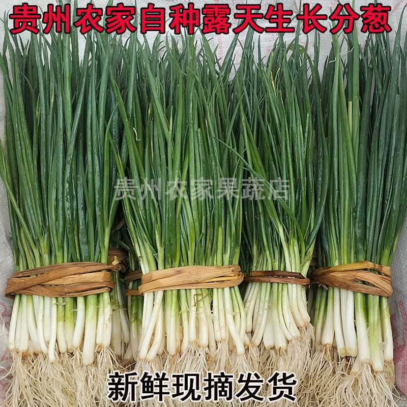 贵州乡村农家自种天然绿色食品新鲜分葱调料根葱小葱山葱团蒜闪发