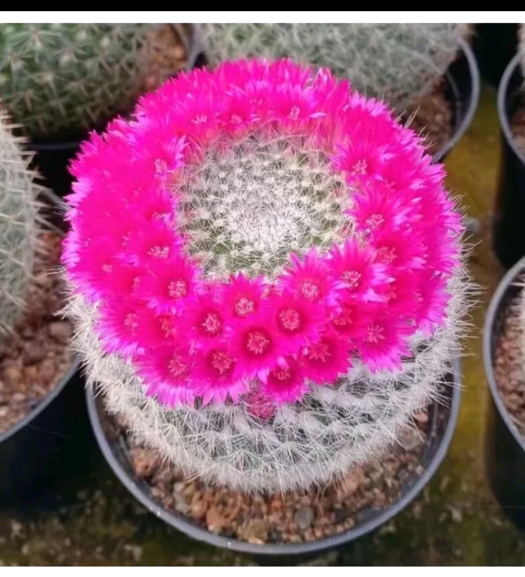 玉翁仙人球  11/12公分 一物一拍  购买满18包邮