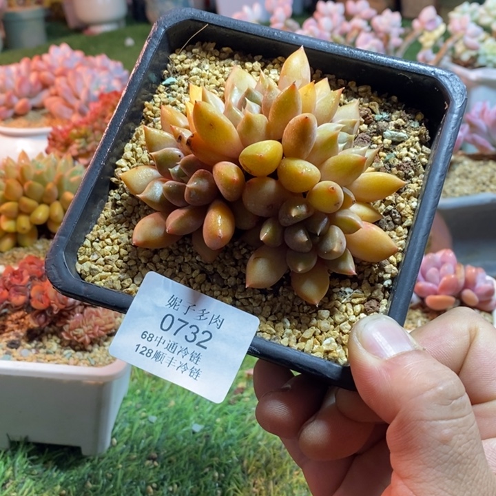 0732啊啊啊啊啊啊啊啊啊啊啊啊啊