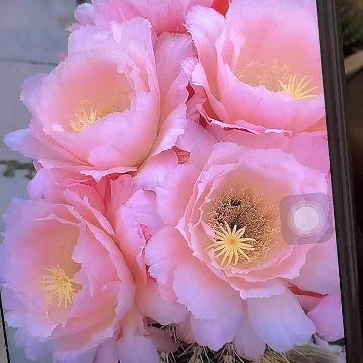 仕女侧芽5公分左右毛花柱（20包邮