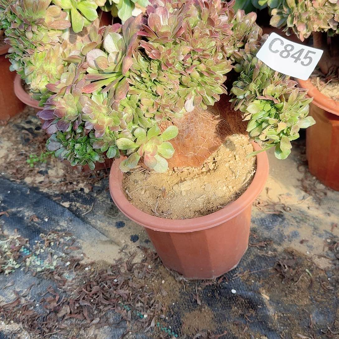 845玫瑰一颗呀呀