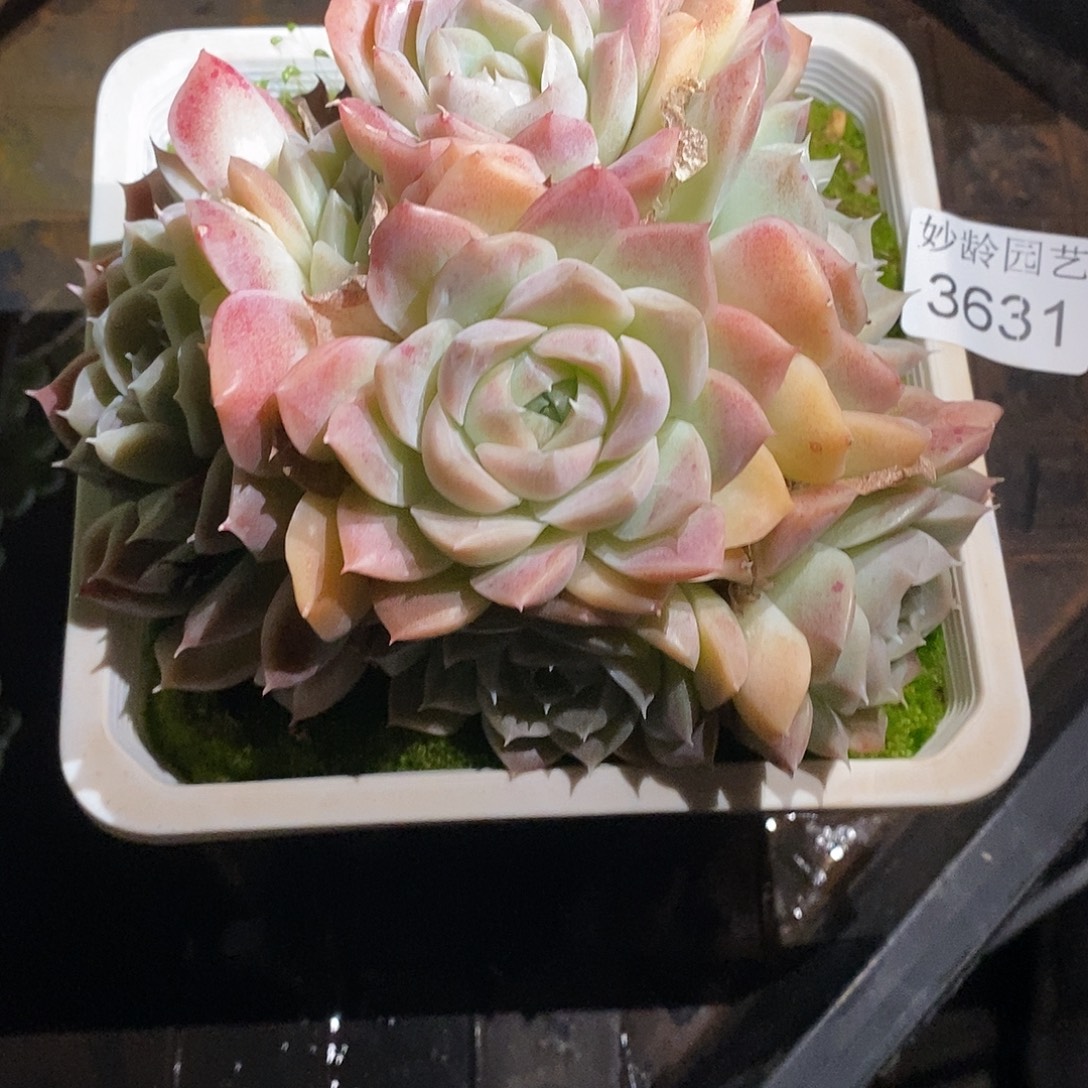 叶***D3631杂交老桩基地～12厘米