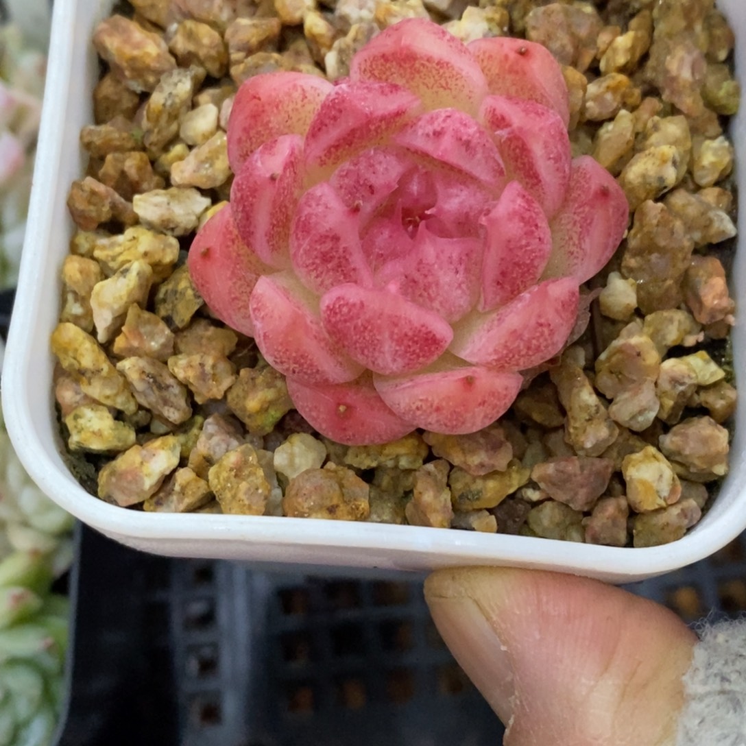 精品多肉一物一拍不包整59