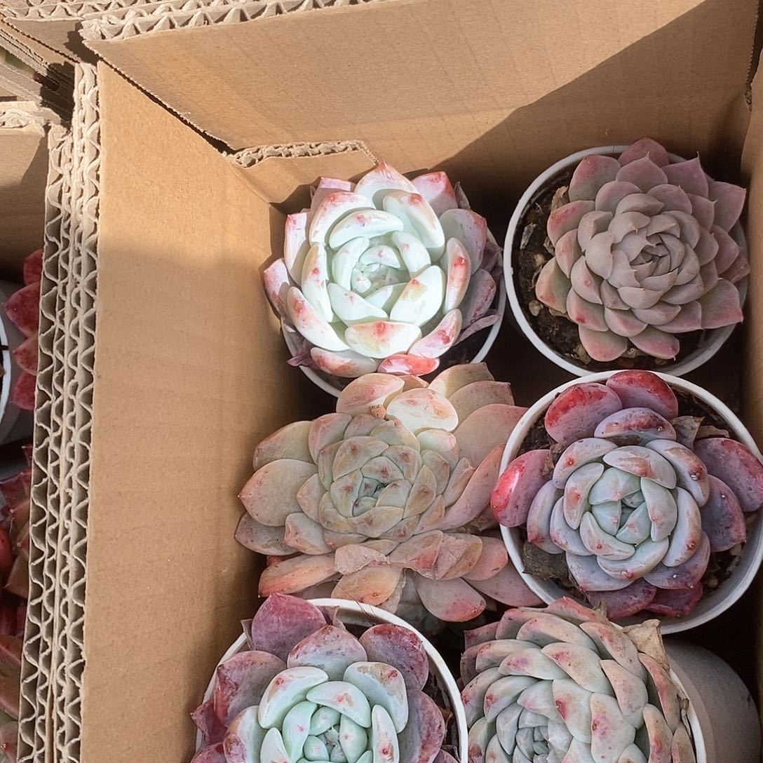 粉色系胖嘟嘟6067