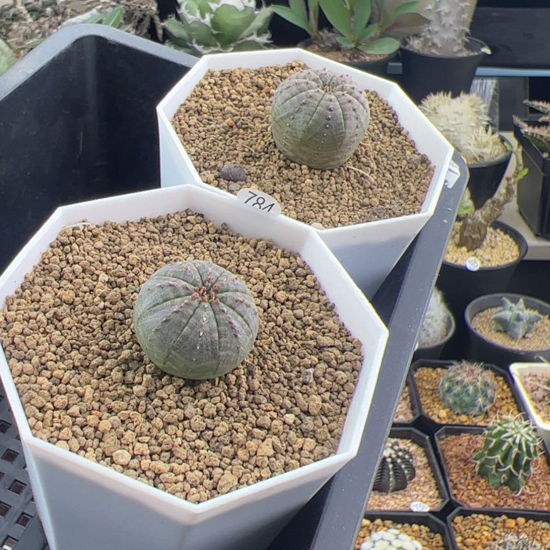 两颗欧布种播一物一拍784