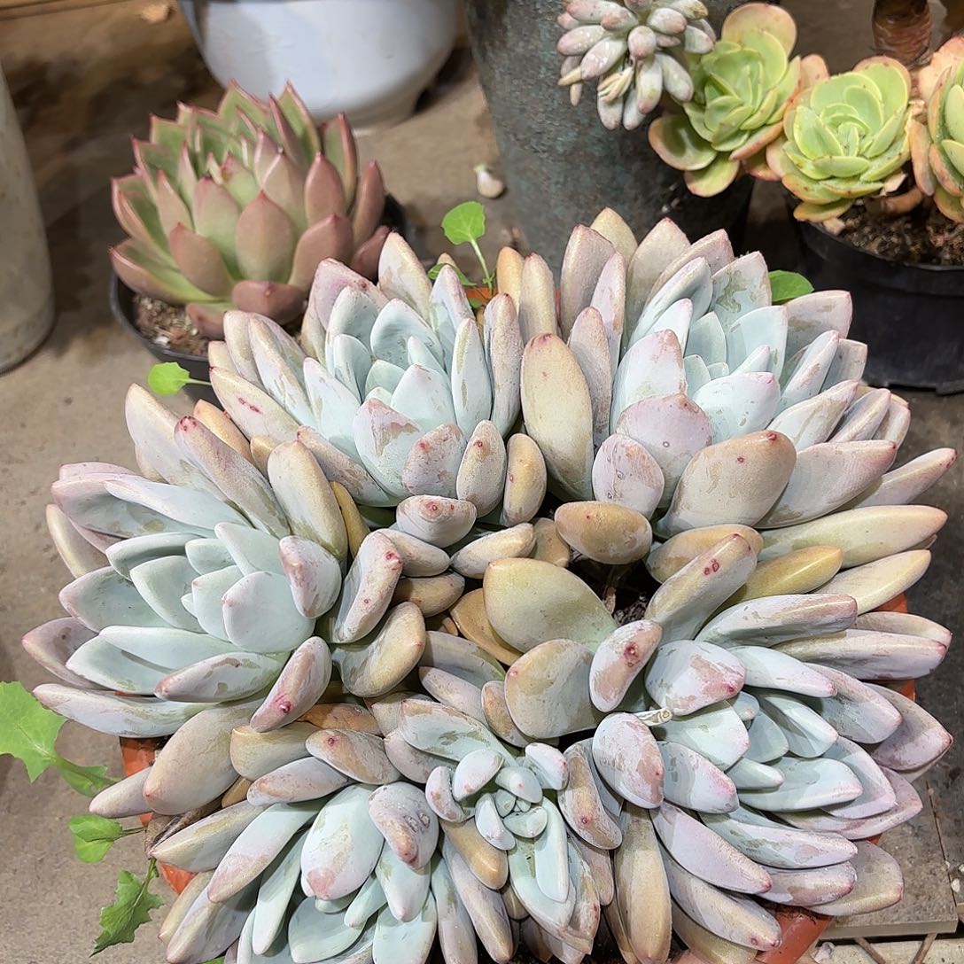 同温层多肉奥普477