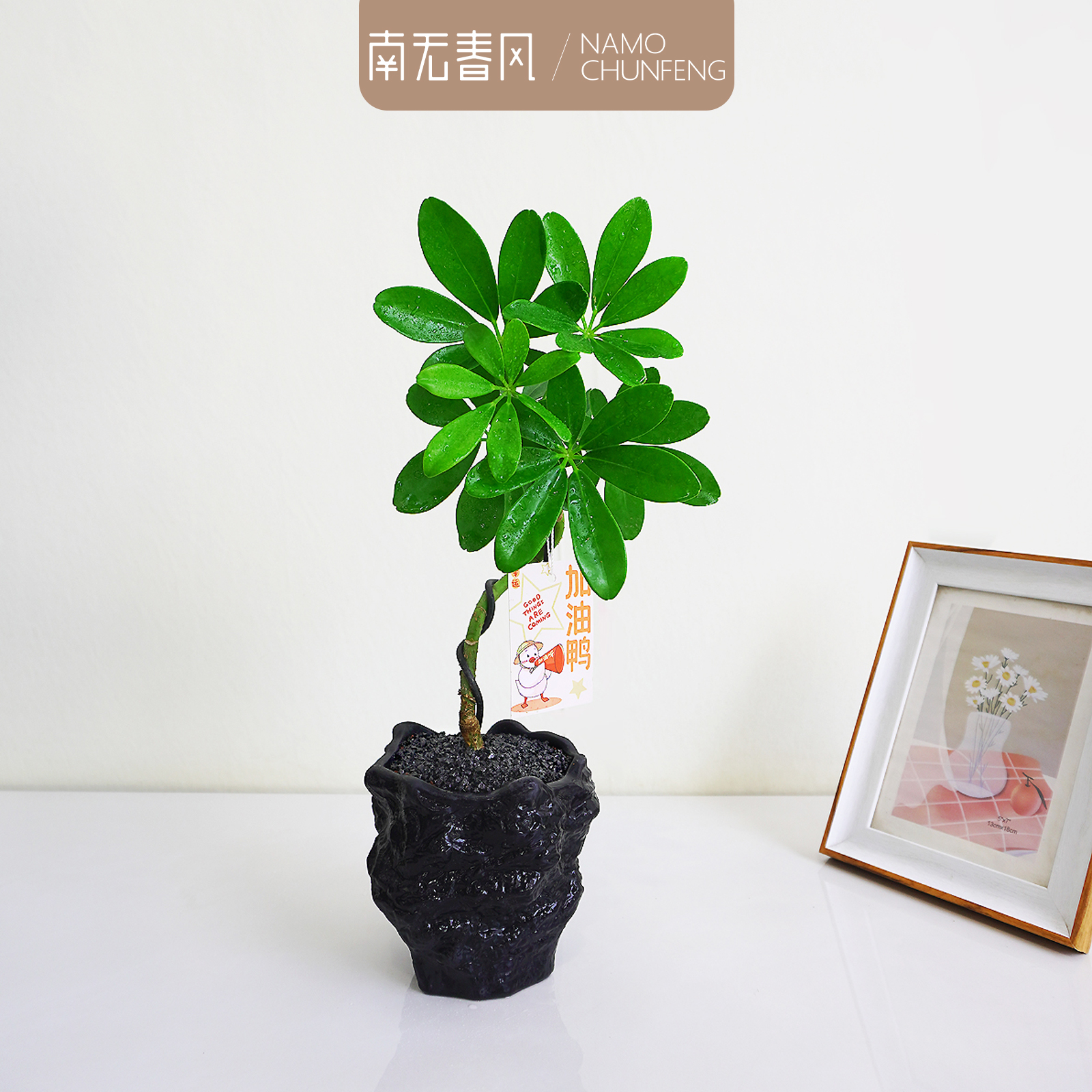 【八方来财】鸭脚木盆栽室内办公室绿植好养七叶莲客厅吸甲醛植物