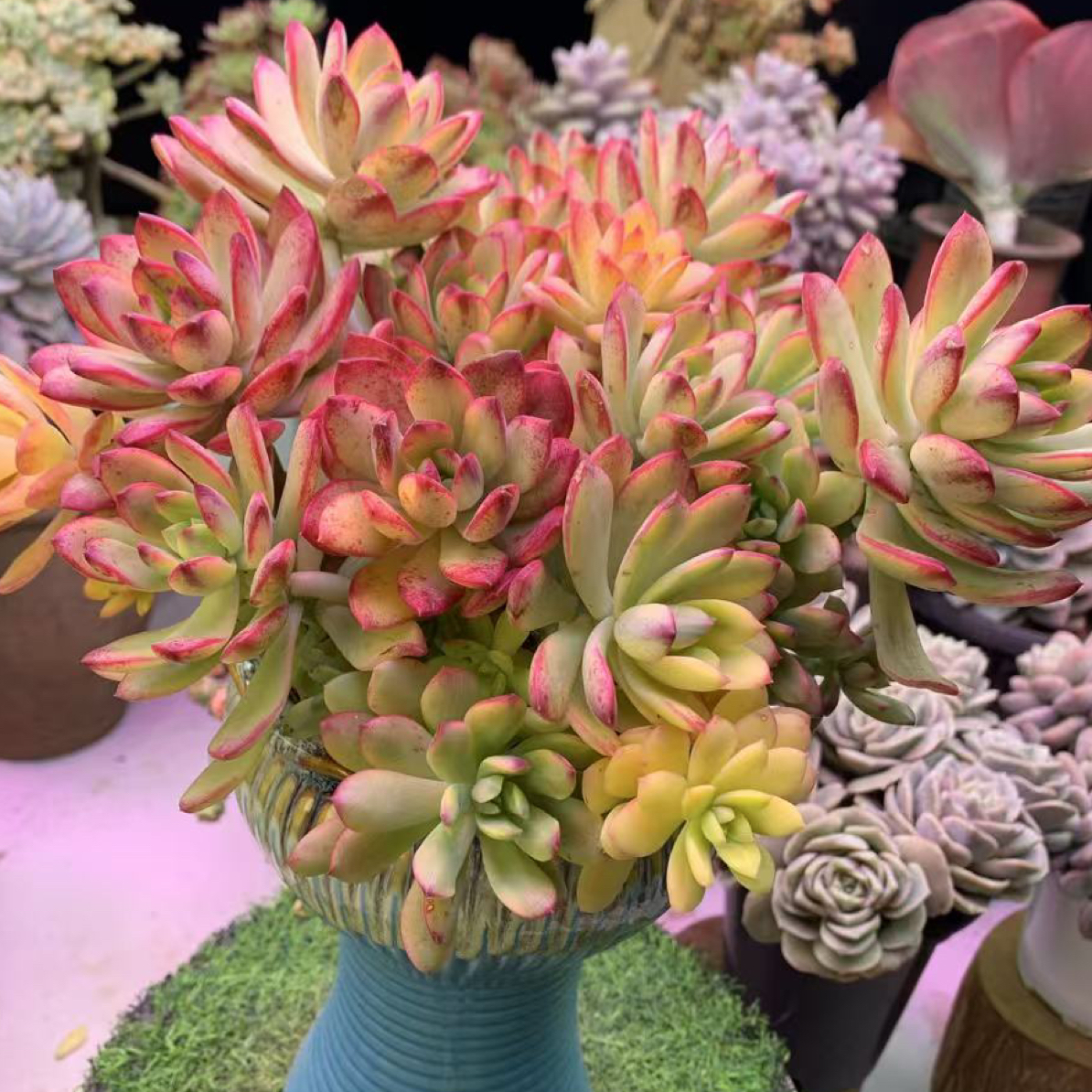 七彩云南叮当锦 多肉植物新手好养活适合室内外养殖