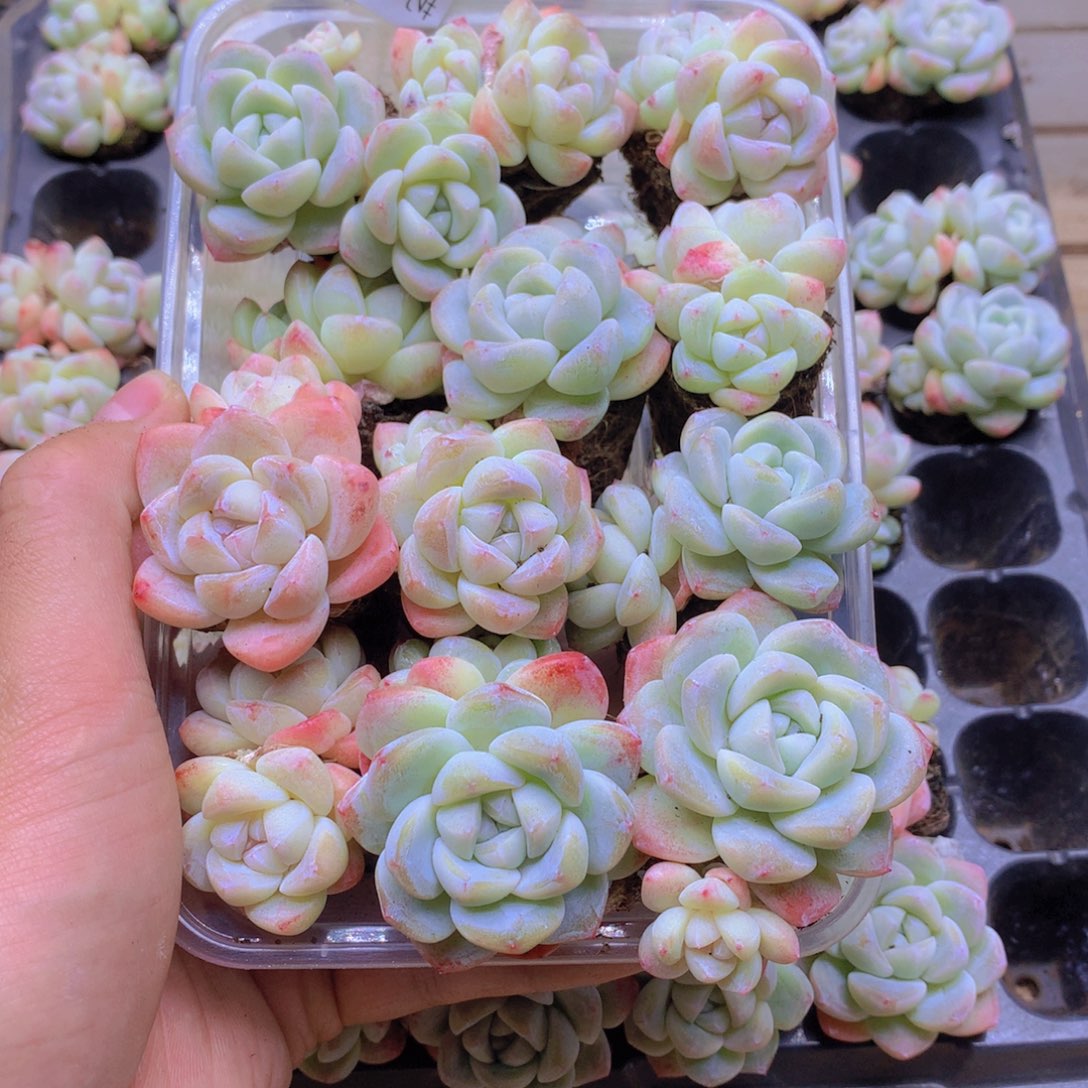 我要去看你了啊019