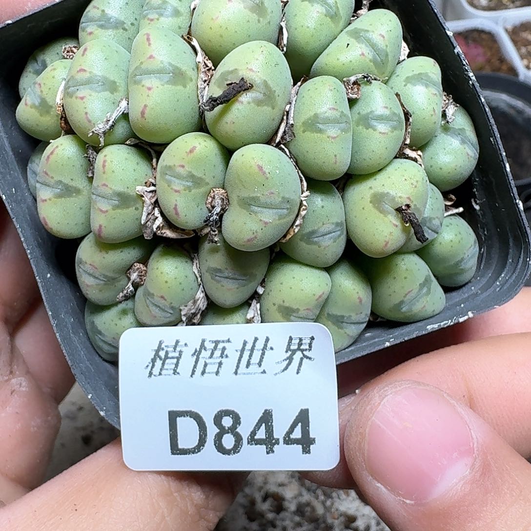 844盒多肉植物f v