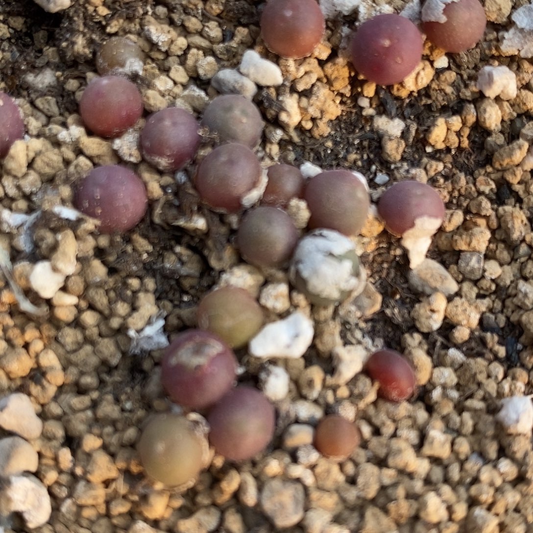 福利姬空蝉2颗。     