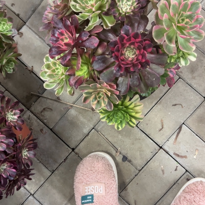 总***代嫁接多肉植物花花