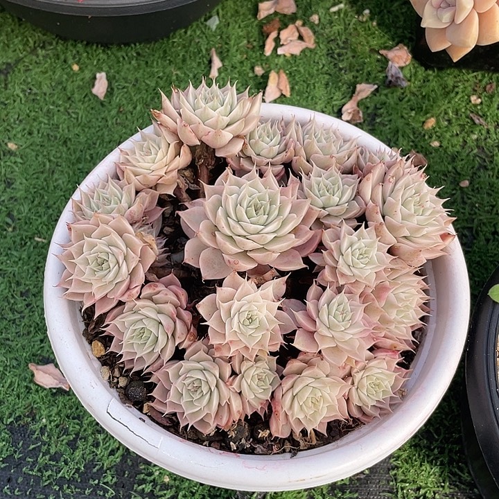 108 多肉不带盆土满20包邮发货