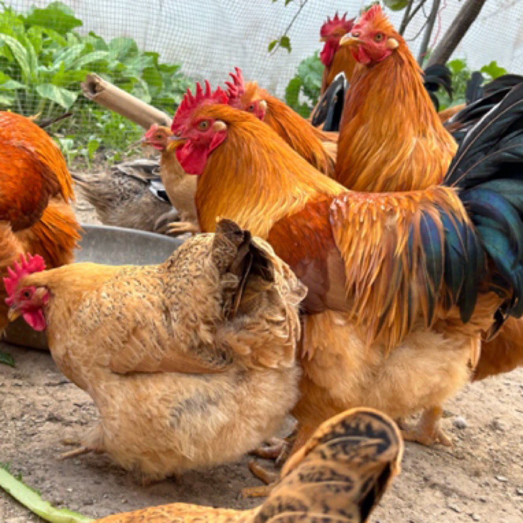 【挑选后改价上车】京东发毛鸡链接，330天土阉鸡、 一物一拍