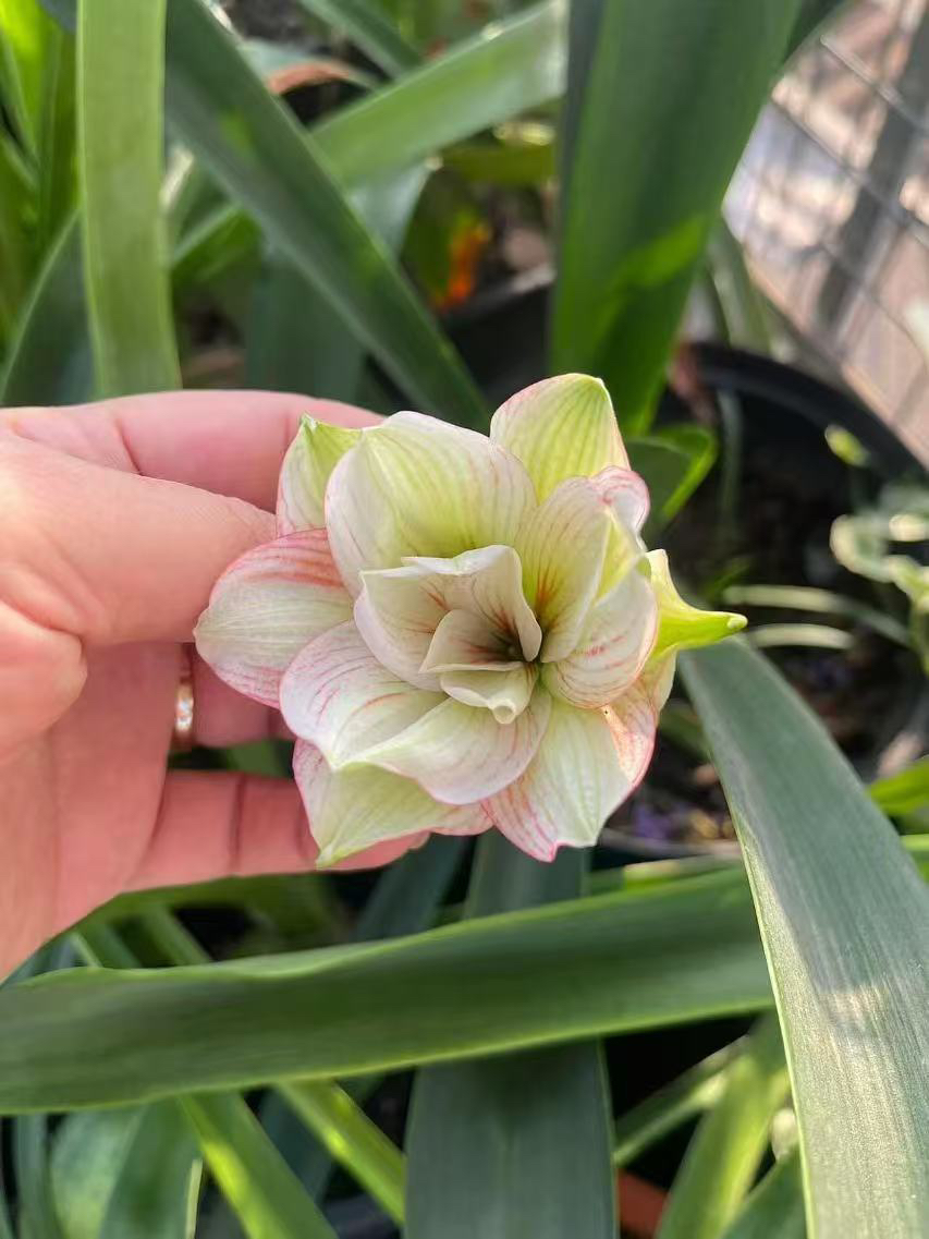 时越园艺 越朱 绿凤凰 2➕