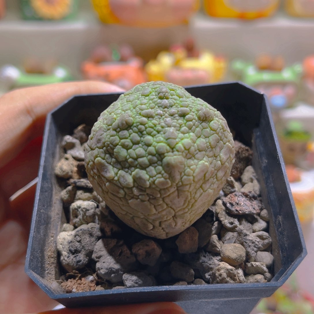 152灵蹄玉4.2厘米高端绿植