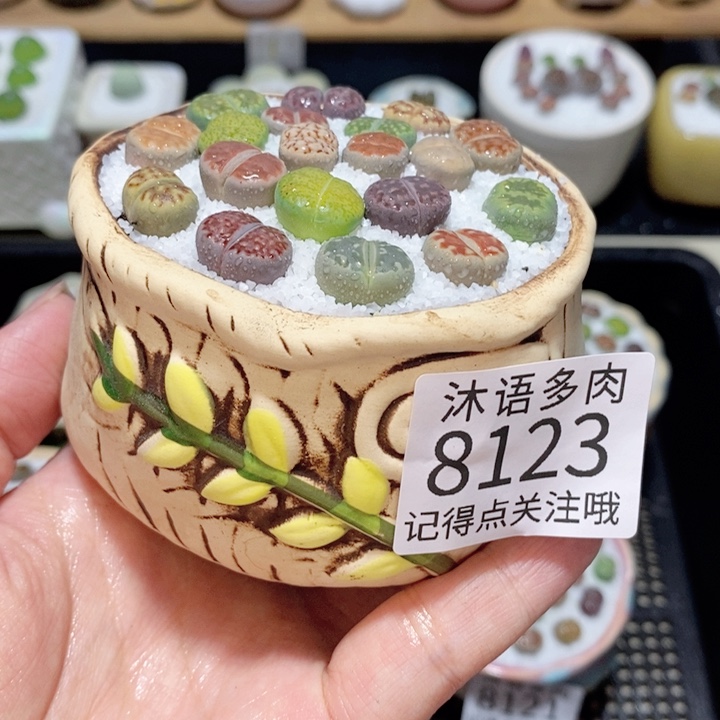 带盆土植物 精美盆栽8123