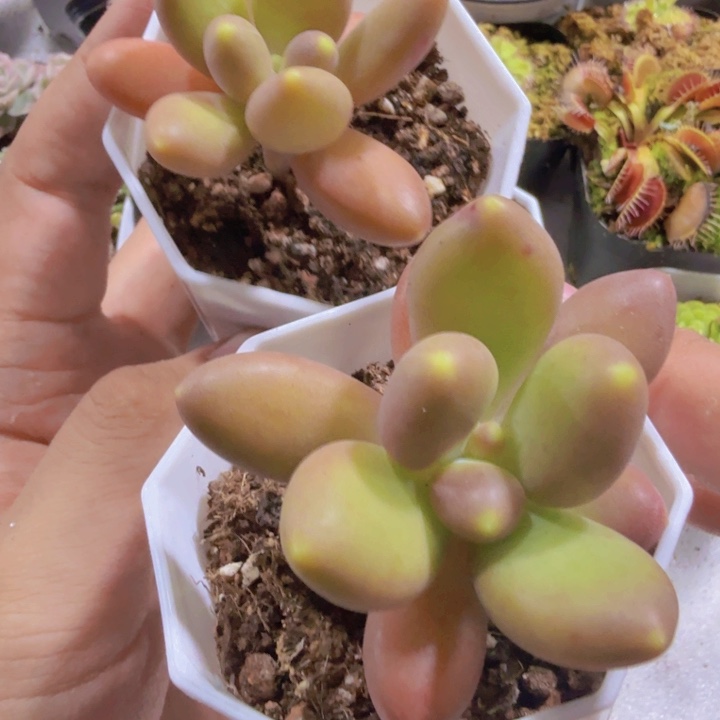 芒果奶酪王炸一颗