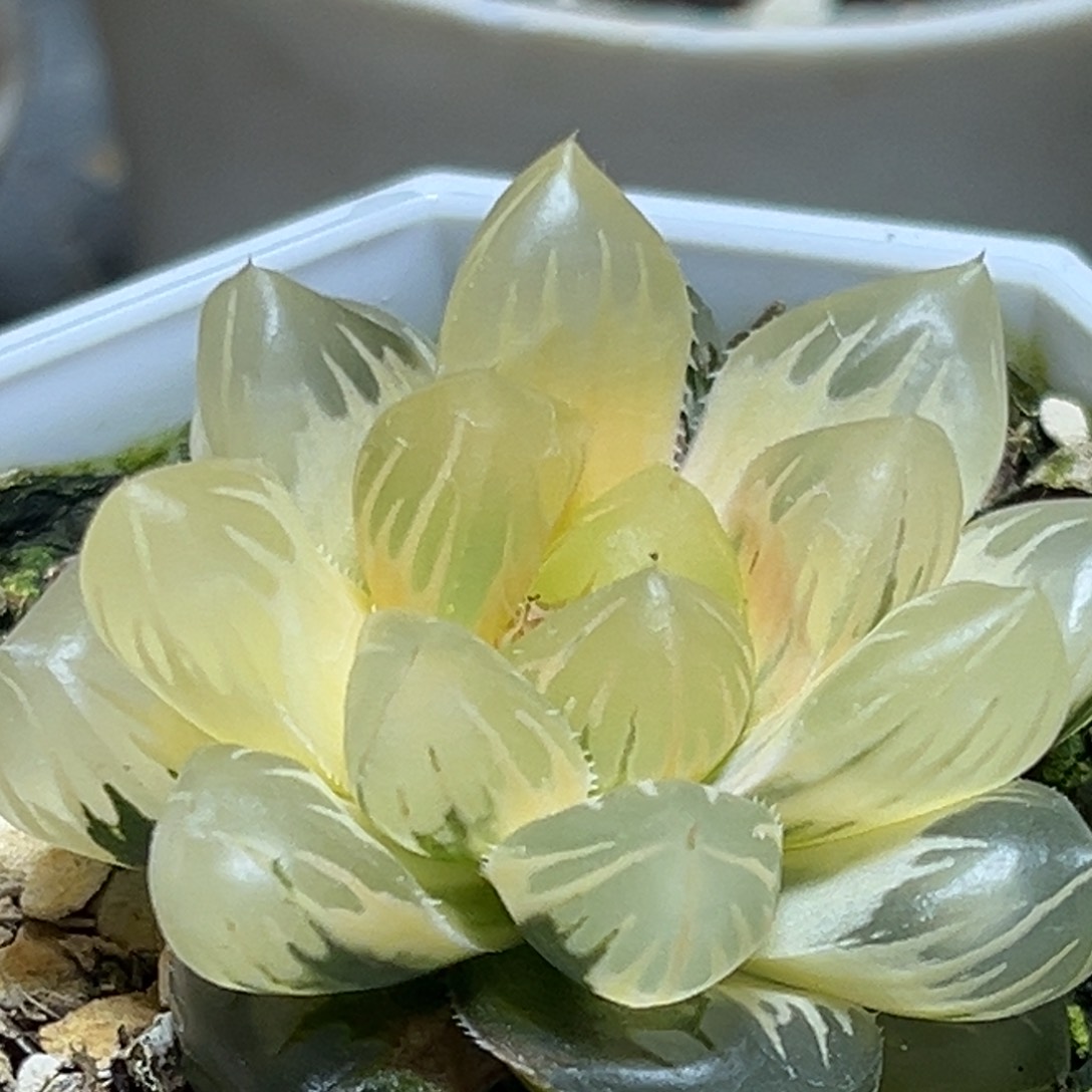 解**田恭喜发财大吉大利557