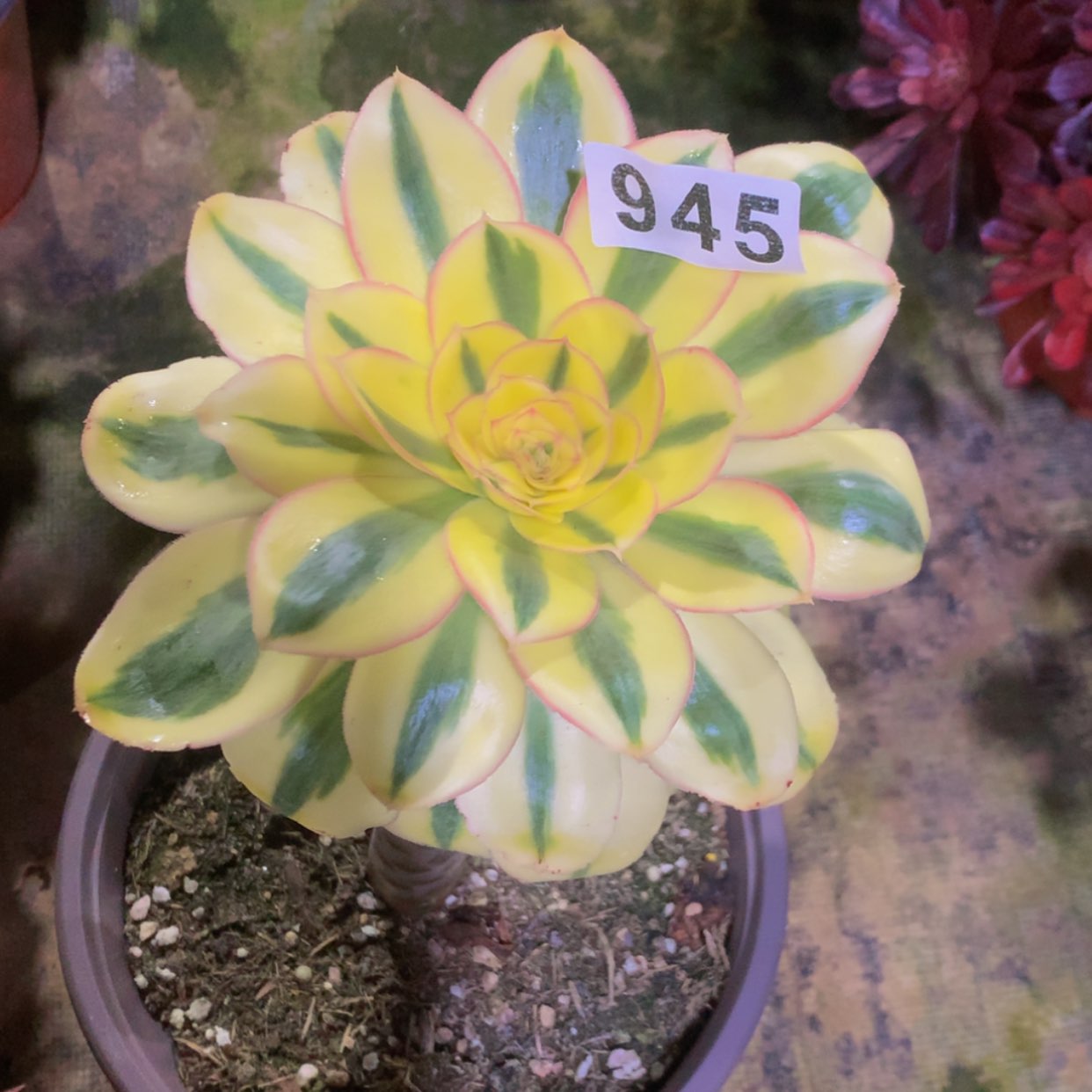 【闪购商品】945燕姿多肉